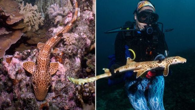 Newly Identified Walking Shark Species Raises Conservation Concerns