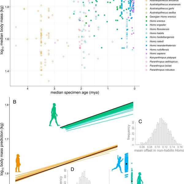 The Evolution of Body Size: A Rapid Transformation Explored | tobawin slot, gunungslot88, slot olymp