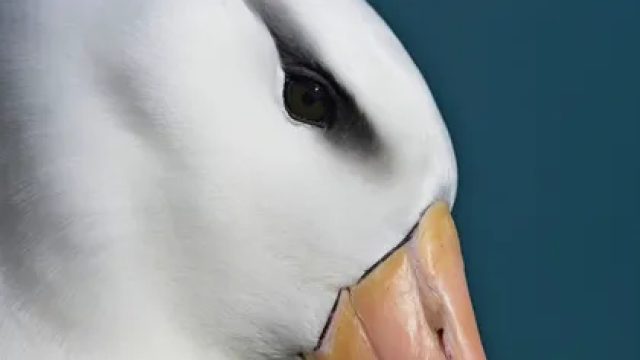 Unveiling the Beauty of Birds: Highlights from the Latest Photography Awards