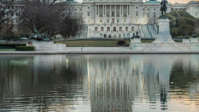 Mystery Surrounds Recent Duck Sightings at Reflecting Pool