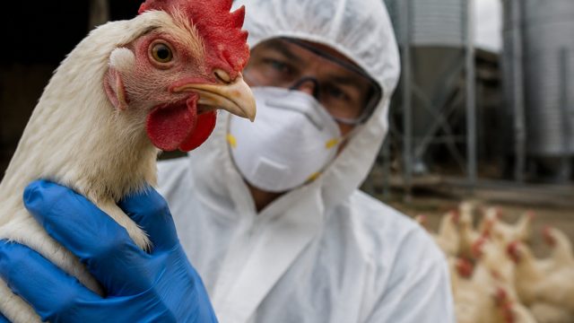The Rising Threat of H5N1 Bird Flu: What It Means for the Industry | casino gratis spins, mbappe 202